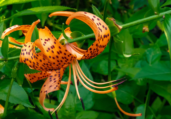 Tiger Lily