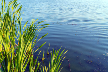 Background summer landscape with blue lake surface and reeds