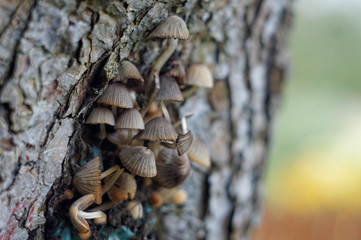 mushrooms growing on a tree © bartazar