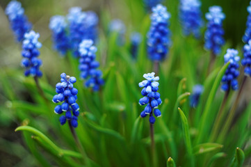 spring blue flowers, with green leaves, garden