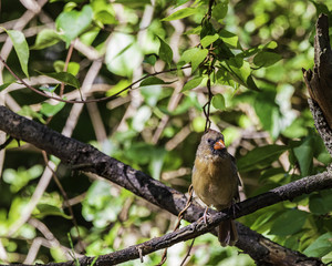 Female northern cardinal. 