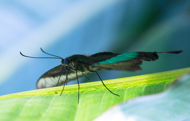 Lowi butterfly on the green leaf.