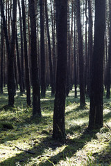 Fototapeta na wymiar Polish coniferous forest, Poland, rays of light, moss