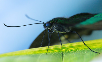 Lowi butterfly on the green leaf.