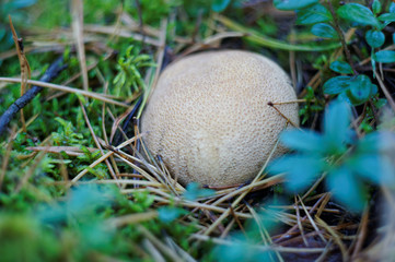 puffball, mushroom, forest, Poland