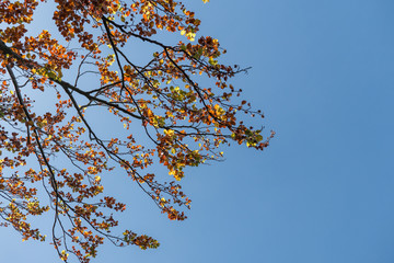 Herbst 2018 Bad Urach wander laub bl&auml;tter baum herbstzeit 