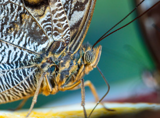 Owl butterfly on the green leaf.