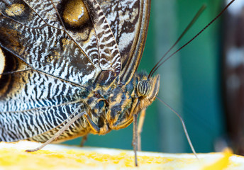 Owl butterfly on the green leaf.