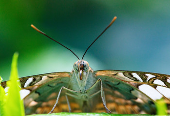 Owl butterfly on the green leaf.