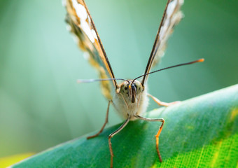 Owl butterfly on the green leaf.