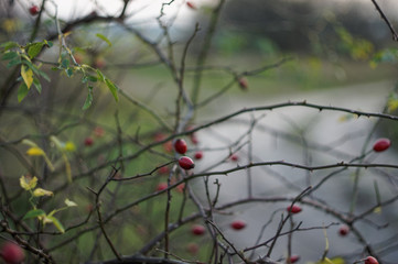 wild rose, in the background a country road