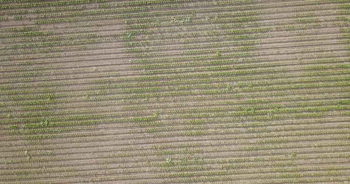 Bell Pepper Crop Aerial