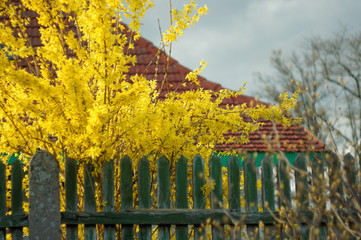 yellow leaves and green old fence, in the background an old farmhouse