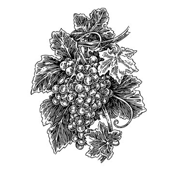 Bunch of grapes. Sketch. Engraving style. Vector illustration.