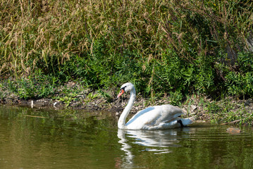 The white swan is swimming in the lake