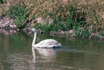 The white swan is swimming in the lake