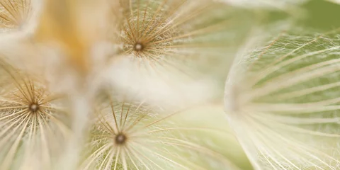Zarte, ungewöhnliche Samenschirme einer Herbstpflanze, die ein schönes Muster bilden © guppys