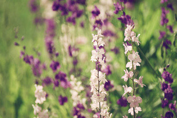 Background from tender soft violet blue beautiful flowers, floral vintage background