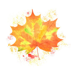 Watercolor illustration autumn yellow maple leaf on a white background and natural splash