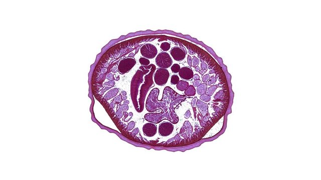 ascaris - cross section cut under the microscope &ndash; microscopic view of animal cells for education