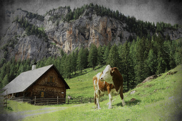Fototapeta na wymiar Berge und Kuh