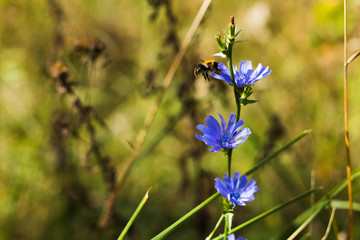 Blue chicory flower and bumblebee on it, autumn grass and wild floral background. Selective focus. Copy spase