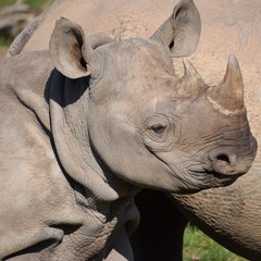 Obraz premium Eastern black rhino