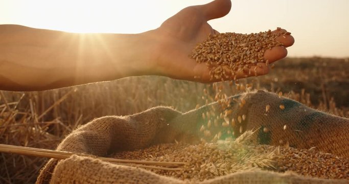 Hands of farmer touching and sifting wheat grains in a jute sack after good harvest. agriculture concept, closeup 4k