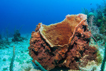 A barrel sponge rests on the sand in the Caribbean sea. The red formation has an opening for water to pass through as it cleans the environment around it