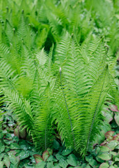 Overview of green, vibrant ferns - top view