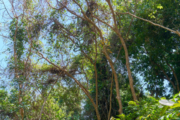 Home of monkeys on a tree in the jungle