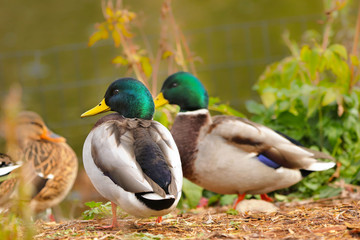 Mallards (Anas platyrhynchos) - wild ducks fly to the zoo where they find enough food