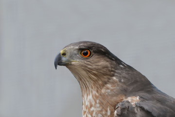 Northern goshawk (Accipiter gentilis) is a powerful hunter, taking birds and mammals in a variety of woodland habitats, often utilizing a combination of speed .