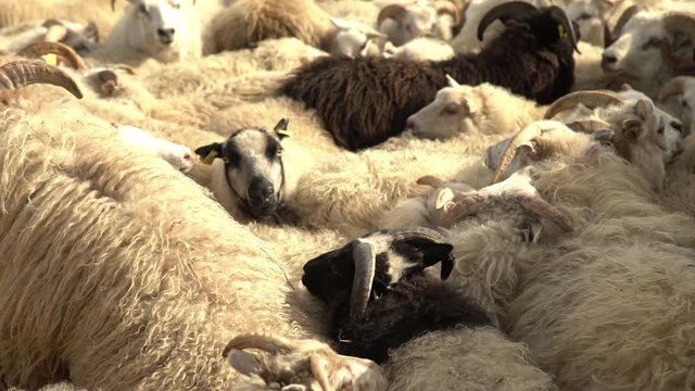 Sheep impatiently push and shove while during the Rettir round up, Iceland.mov