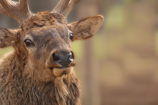 The elk  (Cervus canadensis) or wapiti in game reserve. Wapiti is largest one of the largest land mammals in North America.