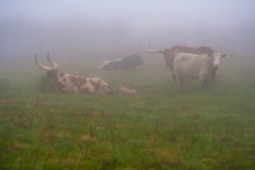 Longhorn Steer and Cows in Foggy Meadow