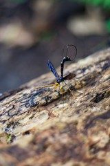 Giant Ichneumon Wasp on Dead Tree Trunk