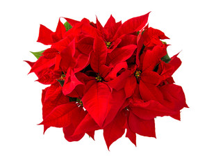 Christmas flower red poinsettia isolated white background