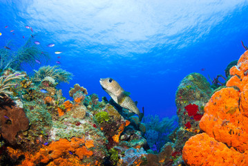 A porcupine fish is enjoying inhabiting a stunning coral reef that is rich with orange elephant ear...