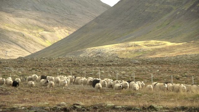 Icelandic sheep herd walking through a mountain pass during the Rettir round up.mov