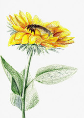 Sunflower on a white background. Drawing colored pencils