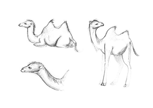 Cub of a two-humped camel on a white background. Children's drawing