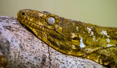 Lizard Laying on Branch, Close Up Face and Eye