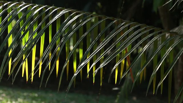 Close up of natural palm leafs and trees