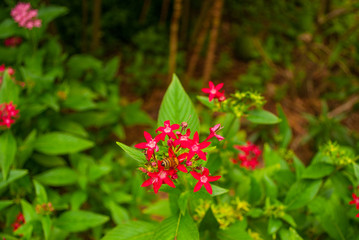 Lush tropical plant life that is found in hot jungle areas. This beautiful vegetation that has been shot in the Cayman Islands, Caribbean, bursts with life.