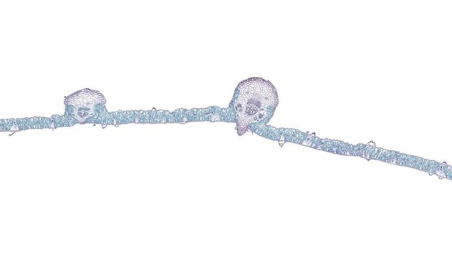 broad beans leaf - cross section cut under the microscope &ndash; microscopic view of plant cells for botanic education