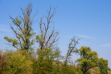 Obraz premium an autumn landscape in a marsh with a reed