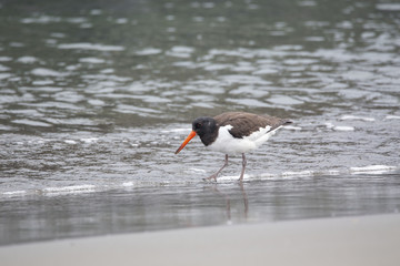 砂浜を歩くミヤコドリ幼鳥