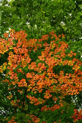 The maple leaves begin their color change in the Kenosha Wisconsin Park.