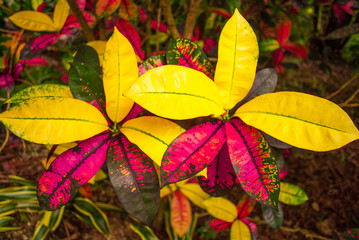 Lush tropical plant life that is found in hot jungle areas. This beautiful vegetation that has been shot in the Cayman Islands, Caribbean, bursts with life. © drew